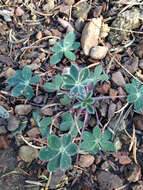 Image of Huachuca Mountain lupine