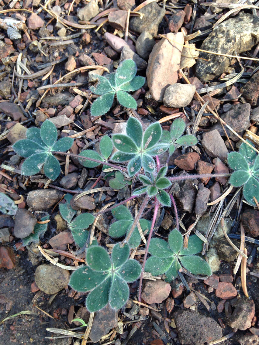 Image of Huachuca Mountain lupine