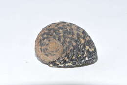 Image of Antillean nerite