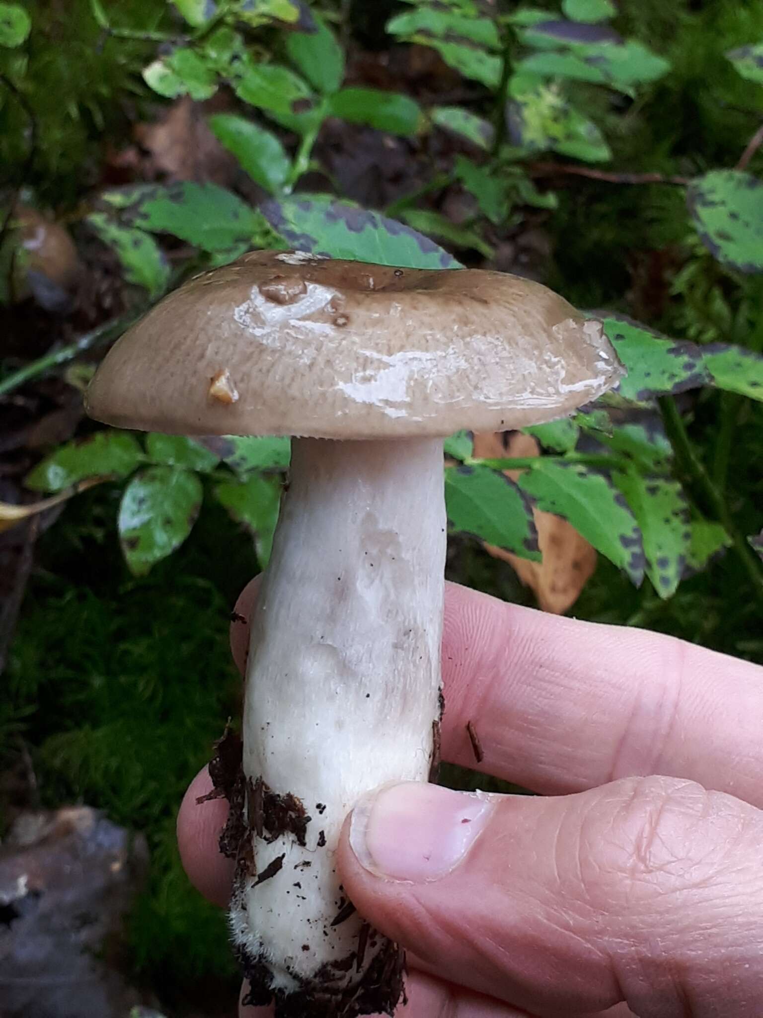 صورة Russula consobrina (Fr.) Fr. 1838