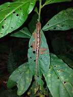 Image of Granular Anole