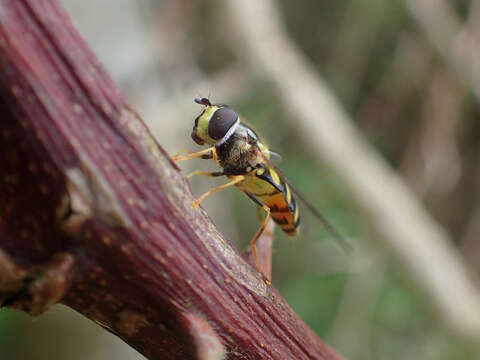 صورة Dasysyrphus albostriatus (Fallen 1817)