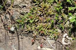 Image of Delosperma lineare L. Bol.