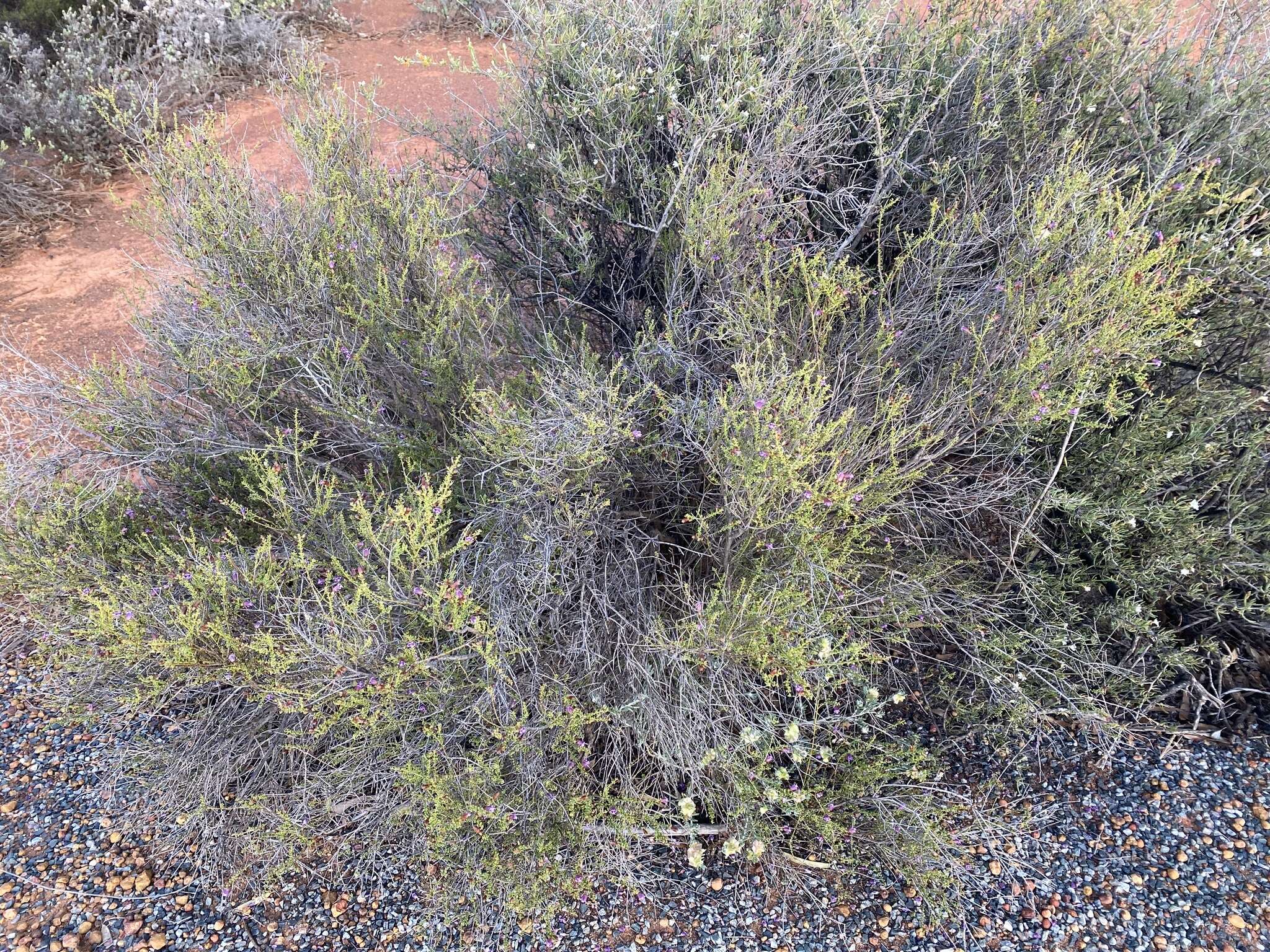 Image of Eremophila parvifolia subsp. auricampa