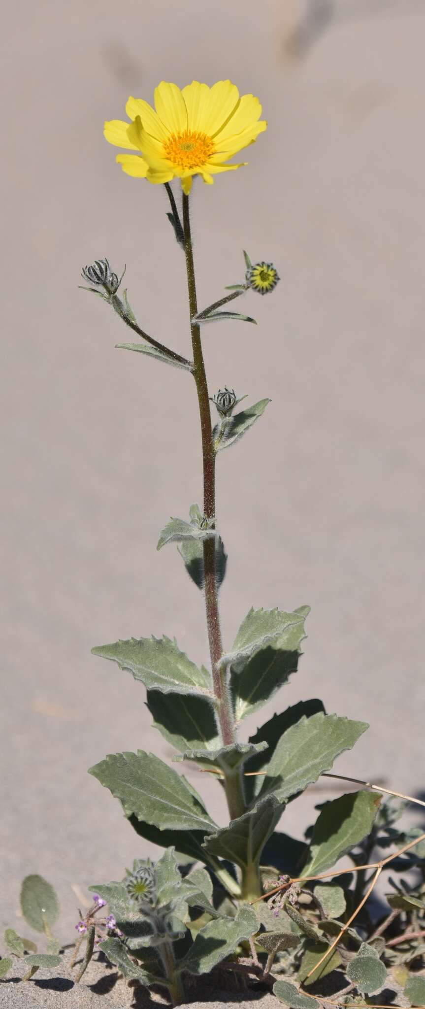 Image of hairy desertsunflower