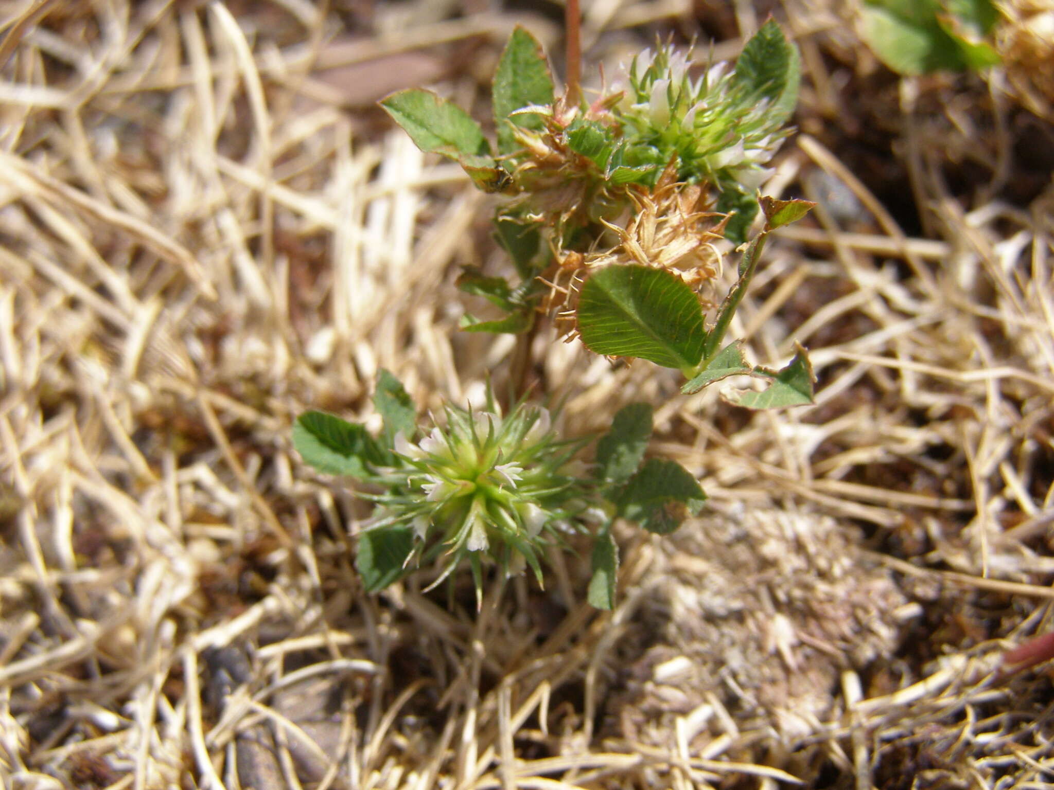 Image of teasel clover