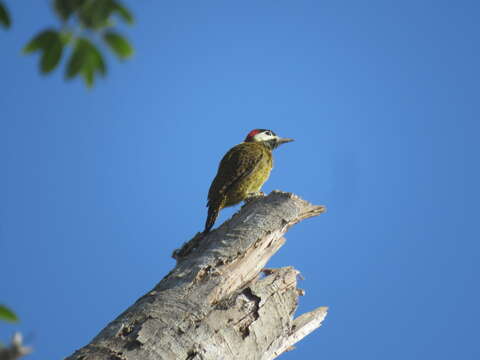 Image of Spot-breasted Woodpecker