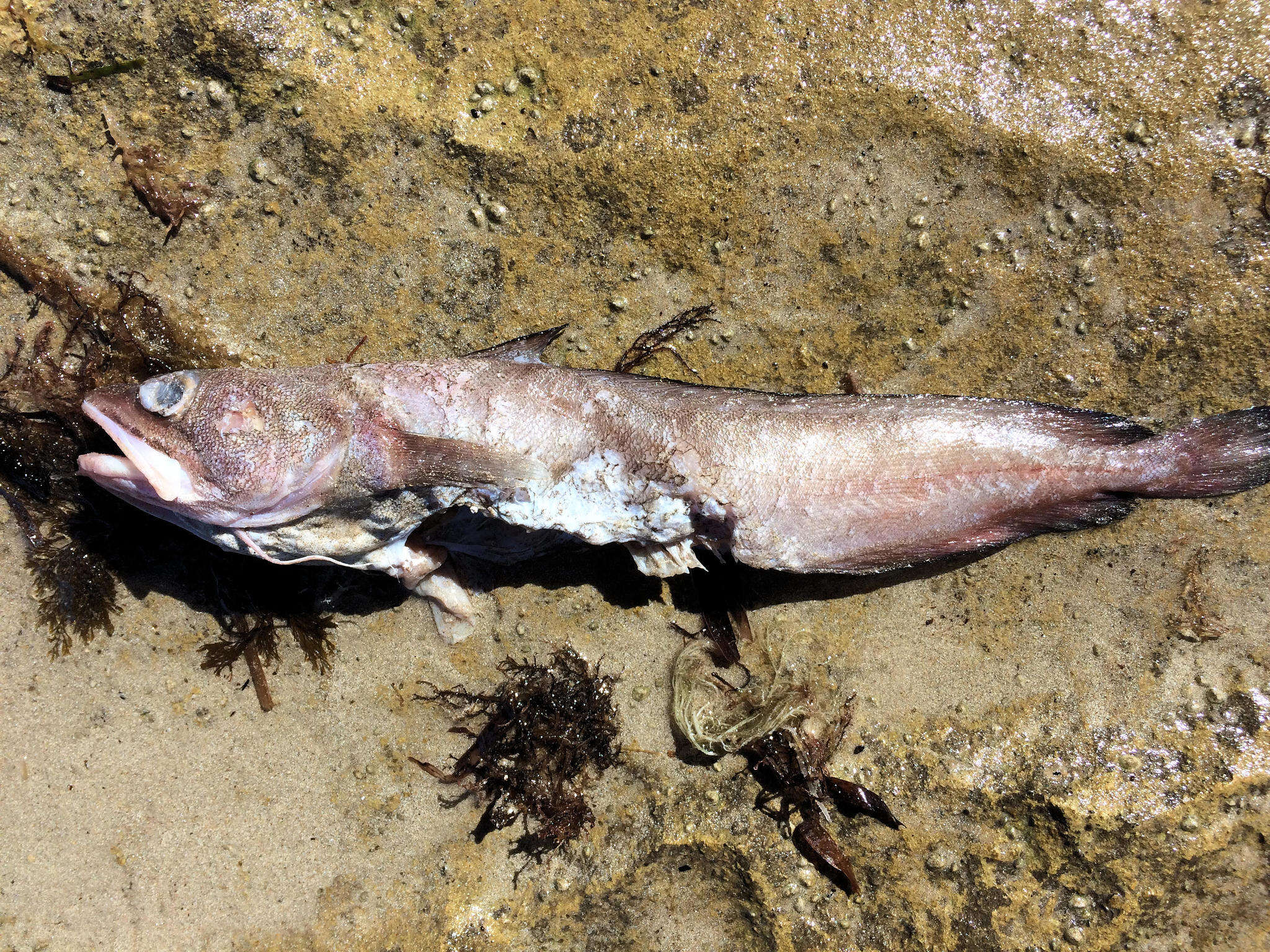 Image of Southern bastard codling