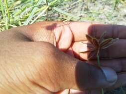 Image of Cyperus rubicundus Vahl