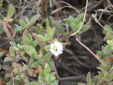 Image of Delosperma invalidum (N. E. Br.) N. E. K. Hartmann