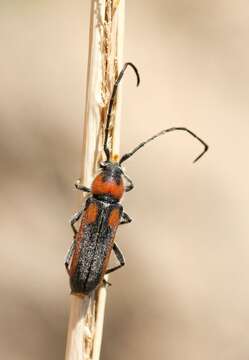 Image of Crossidius discoideus sayi Casey 1912