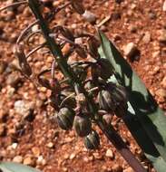 Image of Ledebouria apertiflora (Baker) Jessop