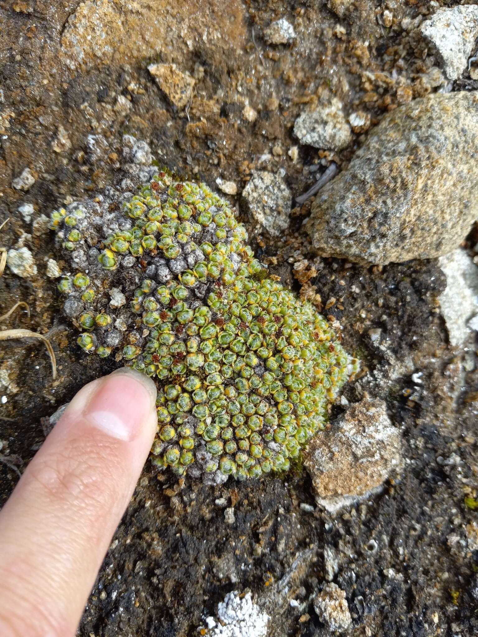 Image de Saxifraga eschscholtzii Sternb.