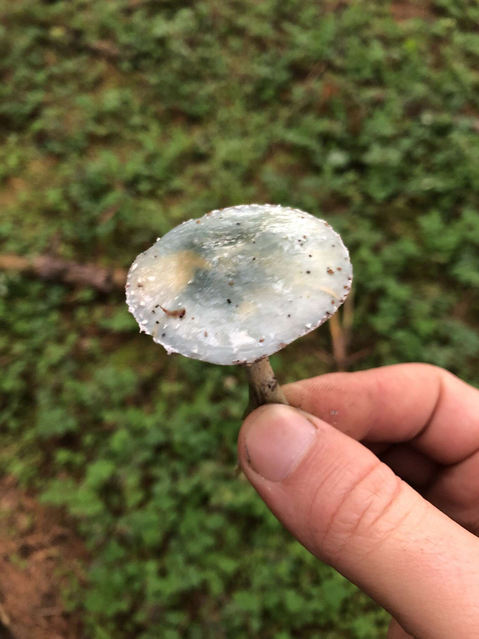 Image of Stropharia pseudocyanea (Desm.) Morgan 1908