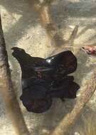 Image of Atlantic black seahare