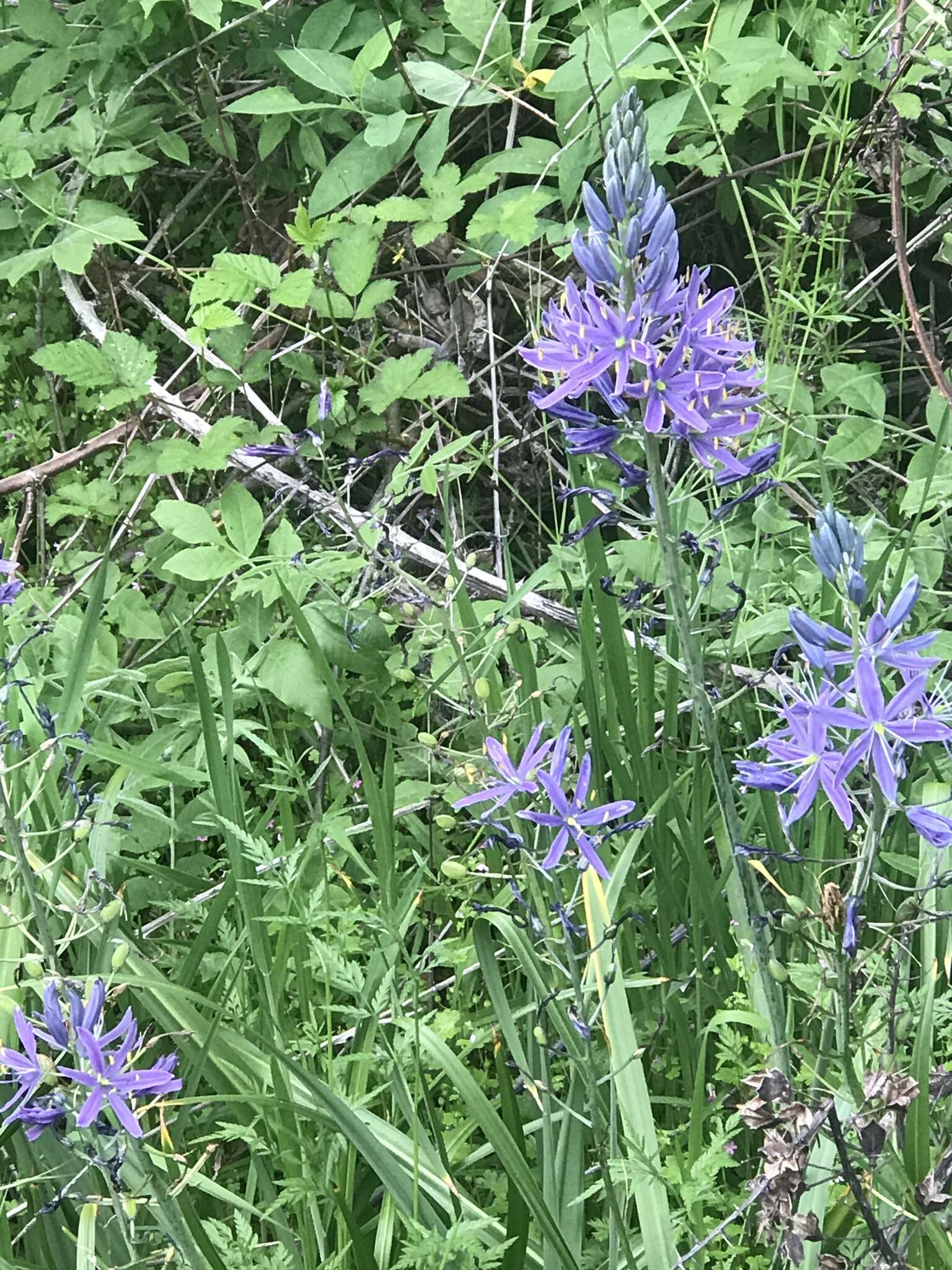 Imagem de Camassia leichtlinii subsp. suksdorfii (Greenm.) Gould