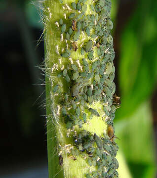 Image of Corn leaf aphid