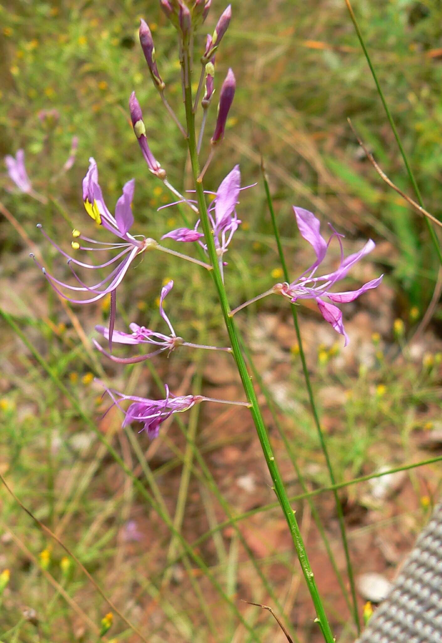 Слика од Sieruela maculata (Sond.) Roalson & J. C. Hall