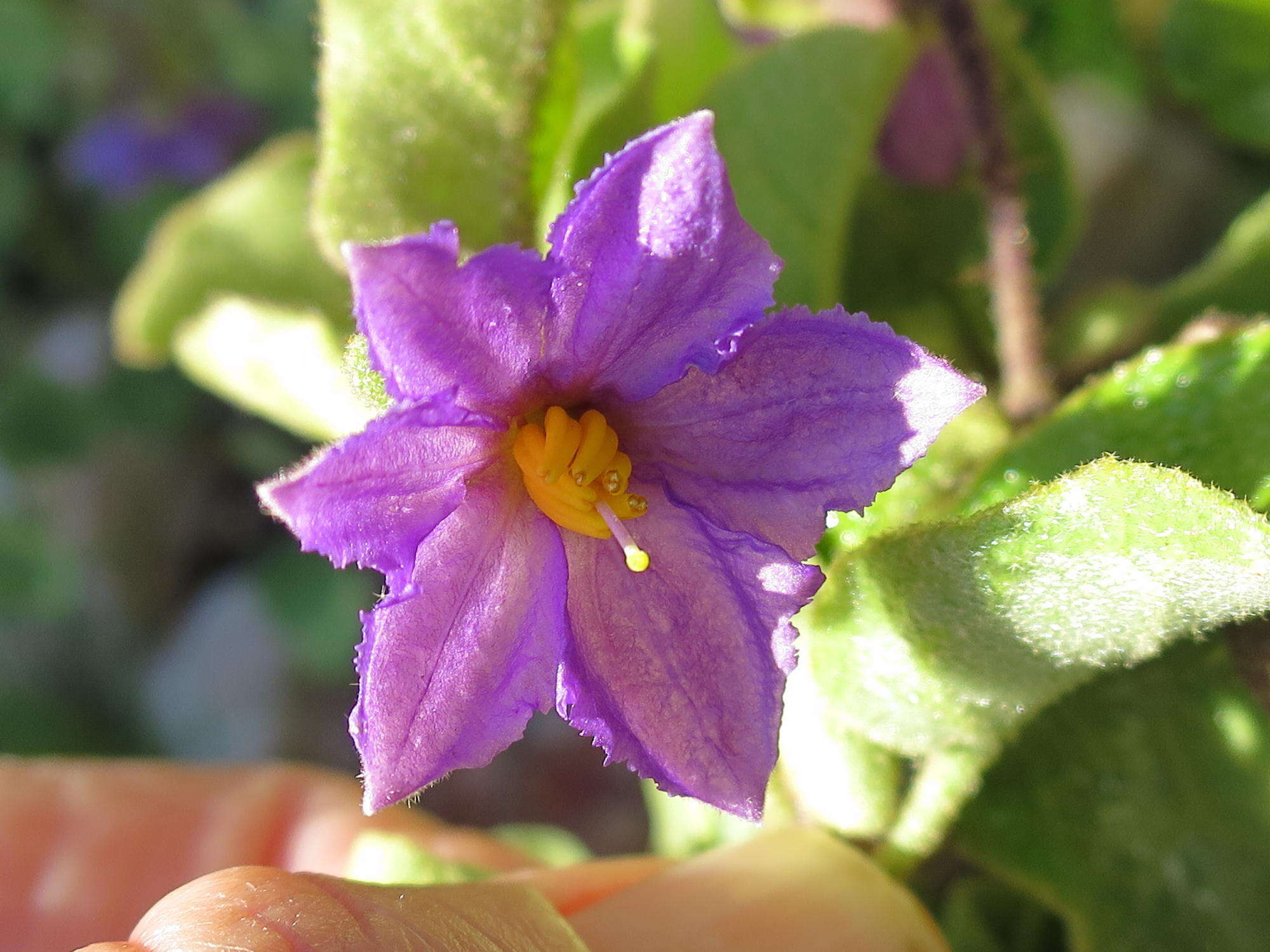 Imagem de Solanum tomentosum var. tomentosum