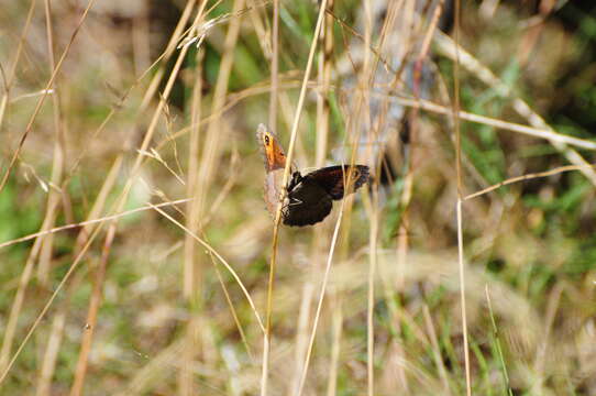 Image of Autumn Ringlet