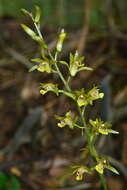 Image of Tainia elliptica Fukuy.