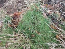 Image of Zoysia matrella var. pacifica Goudsw.