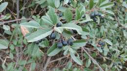 Image of California buckthorn