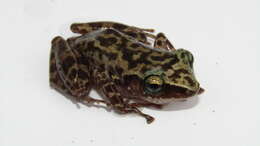 صورة Eleutherodactylus dennisi (Lynch 1970)