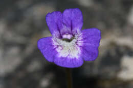 Image of Pinguicula poldinii J. F. Steiger & Casper