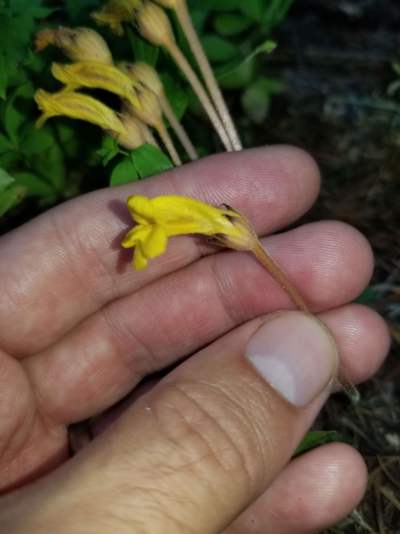 Image of Galium broomrape