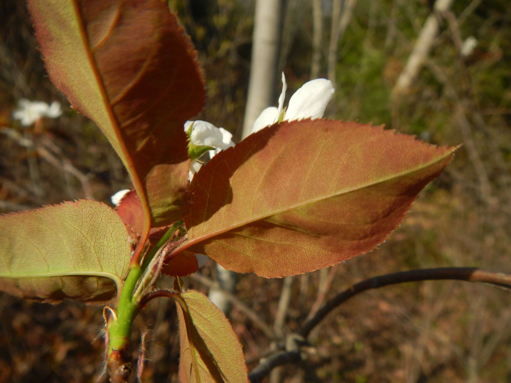 Imagem de Amelanchier neglecta Eggl. ex K. R. Cushman, M. B. Burgess, E. T. Doucette & C. S. Campb.