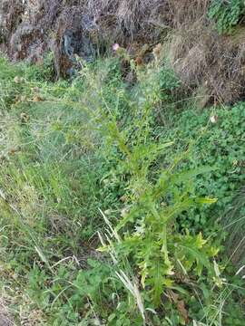 Image of Vasey's thistle