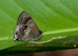 Image of Rubroserrata ecbatana