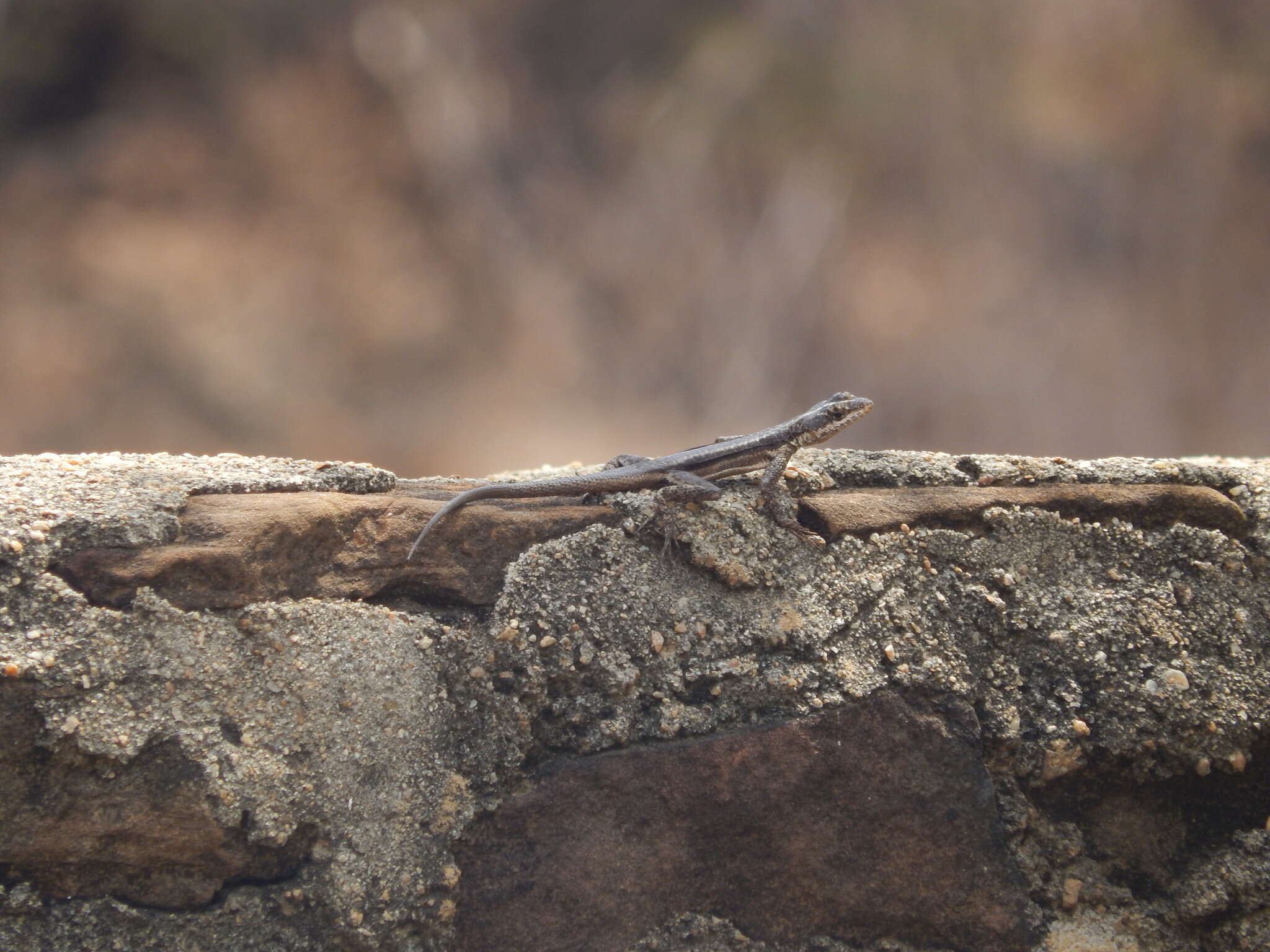 Image of Striped Lava Lizard