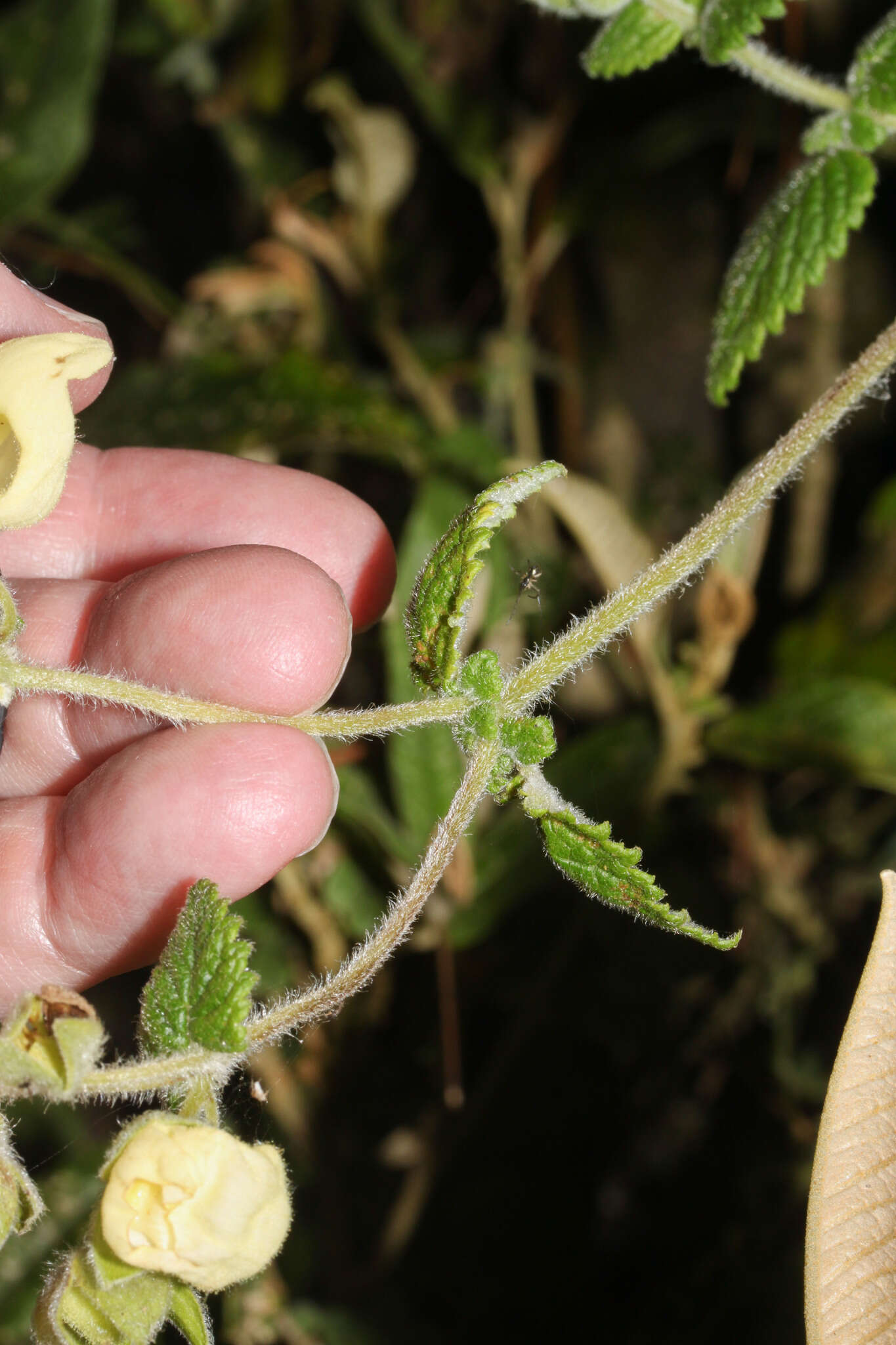 Image of Calceolaria lamiifolia Kunth