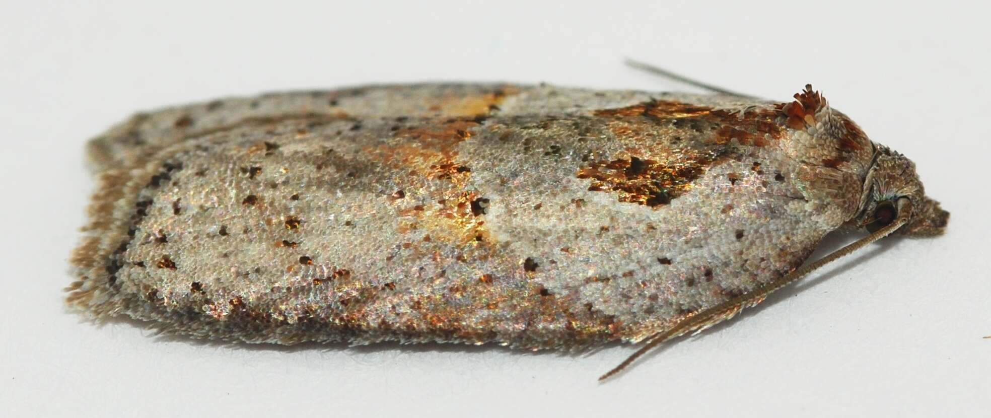 Image of Acleris maculidorsana Clemens 1864