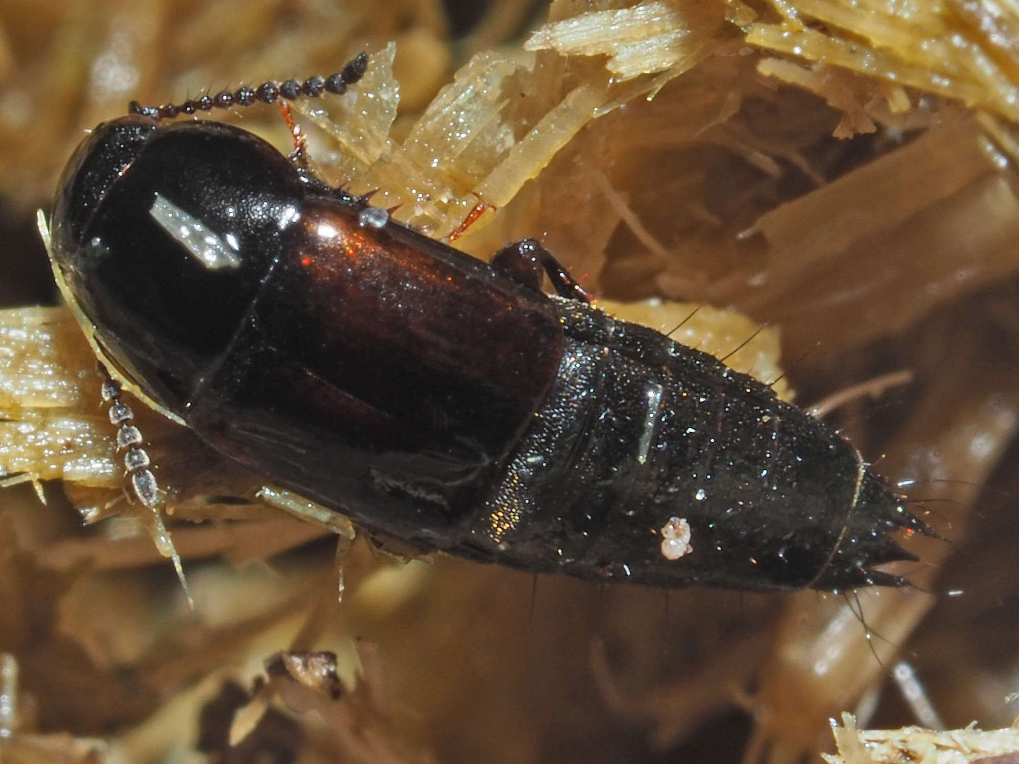 Image of Tachinus (Tachinus) lignorum (Linnaeus 1758)