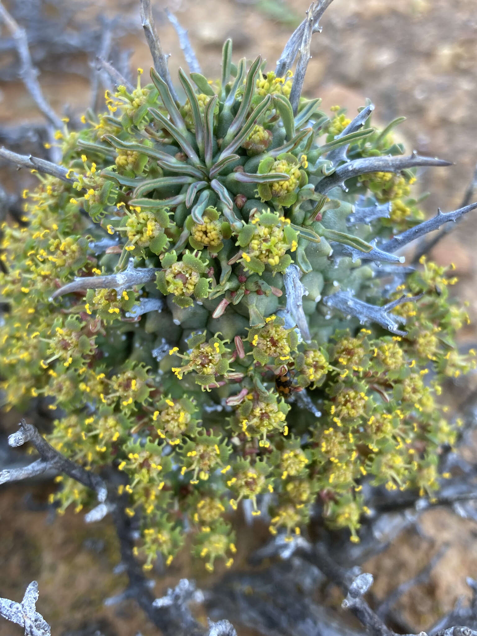 صورة Euphorbia multiceps A. Berger