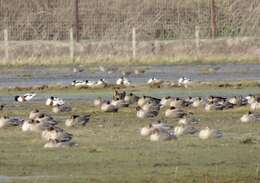 Image of Greenland White-fronted Goose