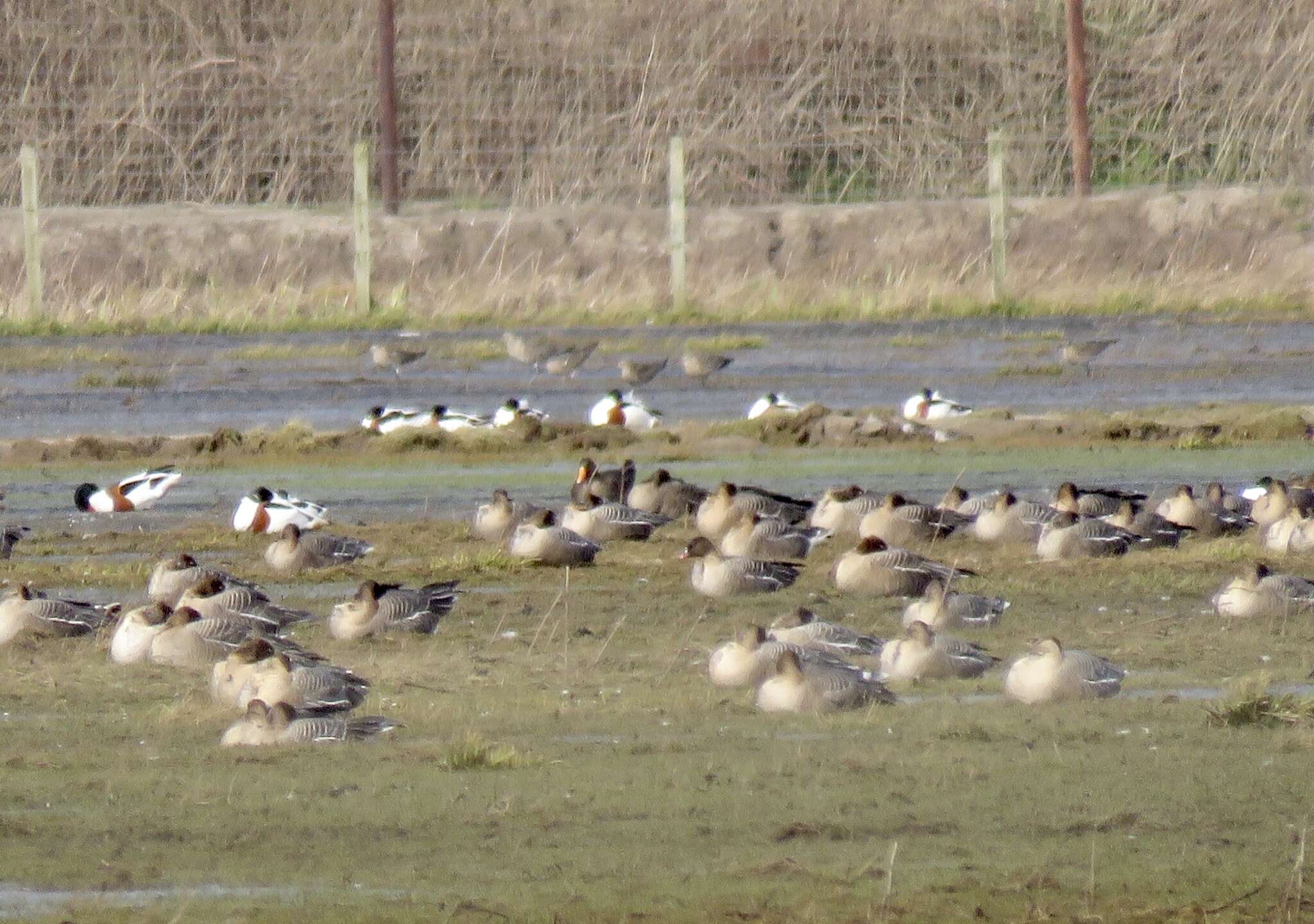 Image of Greenland White-fronted Goose