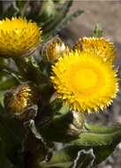 <i>Helichrysum <i>tenax</i></i> var. tenax resmi