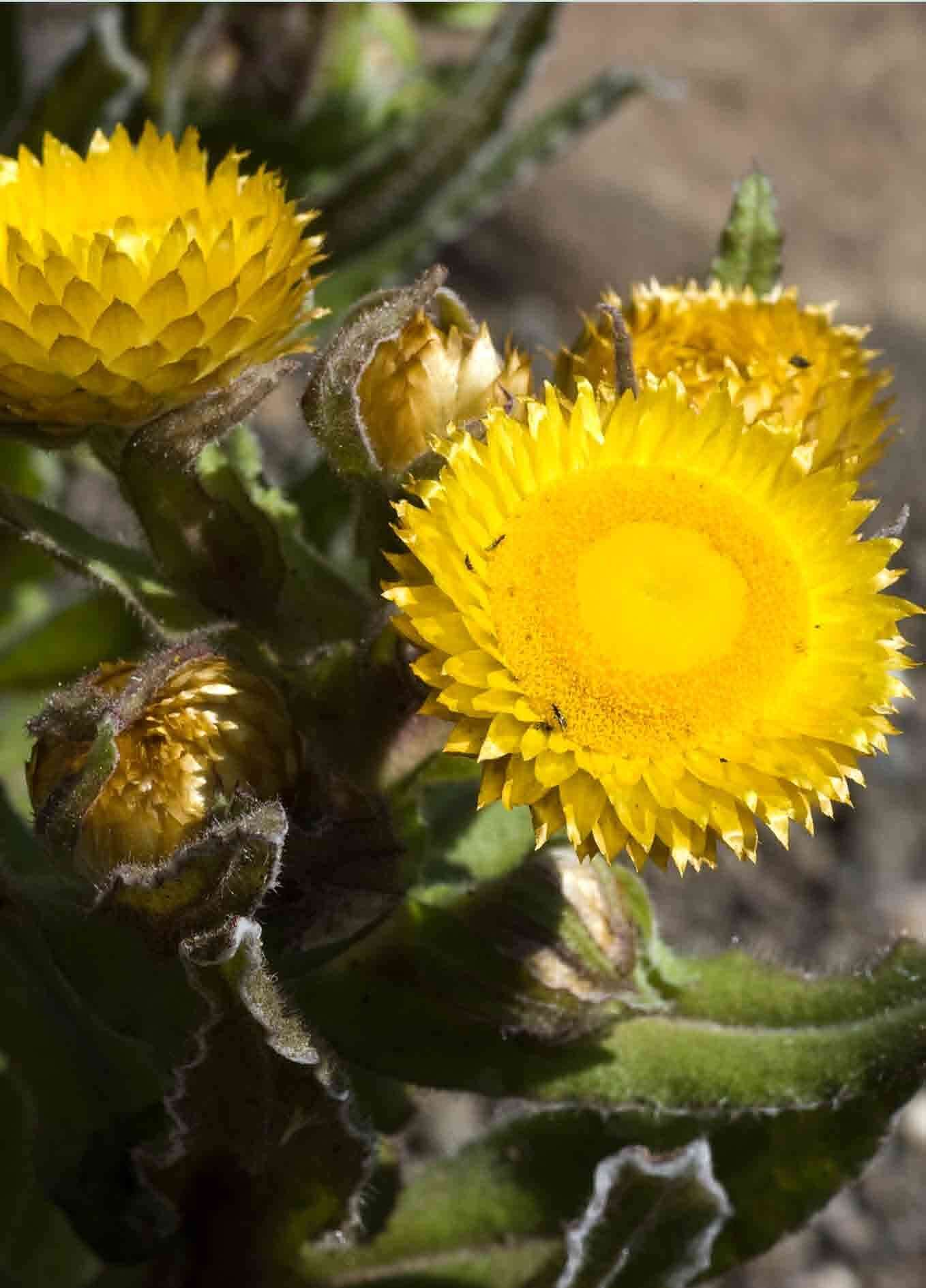 <i>Helichrysum <i>tenax</i></i> var. tenax resmi