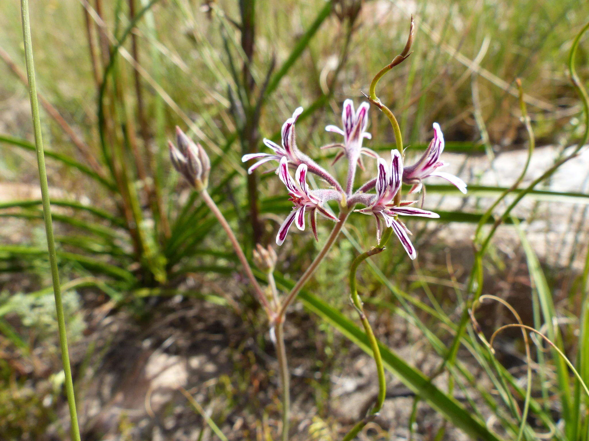 Image of Pelargonium caledonicum L. Bolus