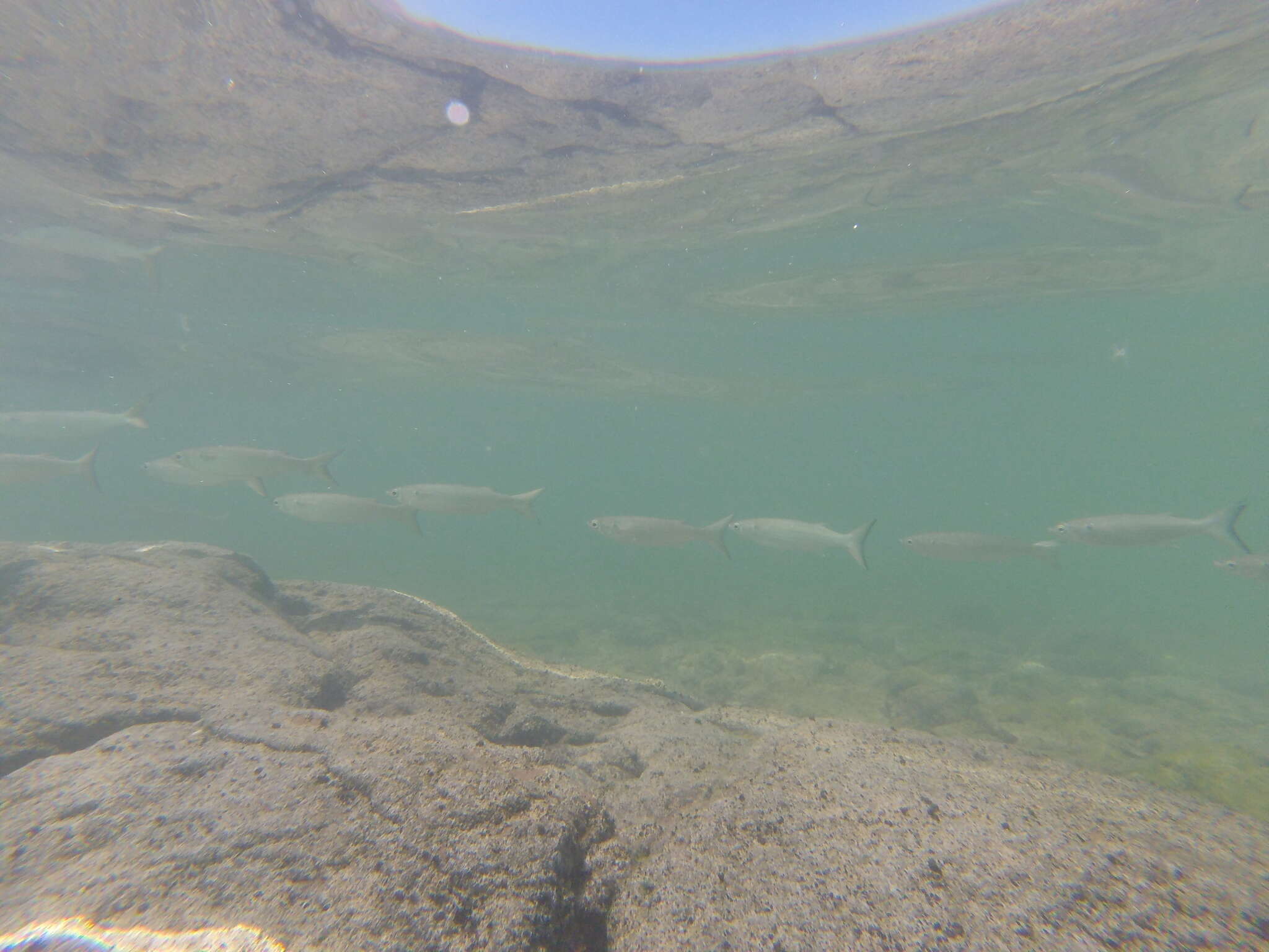 Image of Blueback Mullet