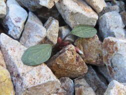 Claytonia umbellata S. Wats. resmi