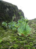 Aeonium diplocyclum (Webb ex Bolle) T. H. M. Mes resmi