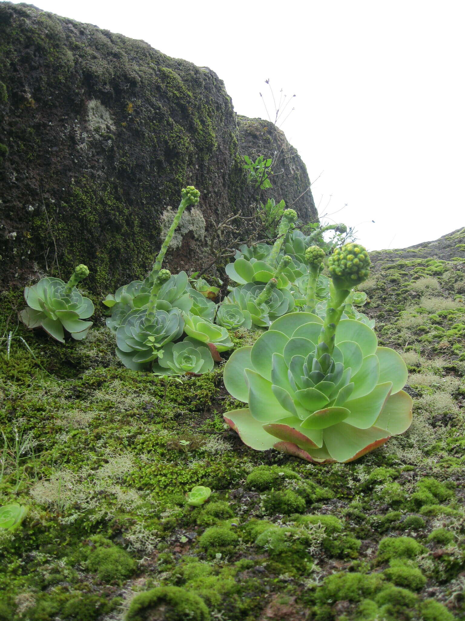 Image of Aeonium diplocyclum (Webb ex Bolle) T. H. M. Mes