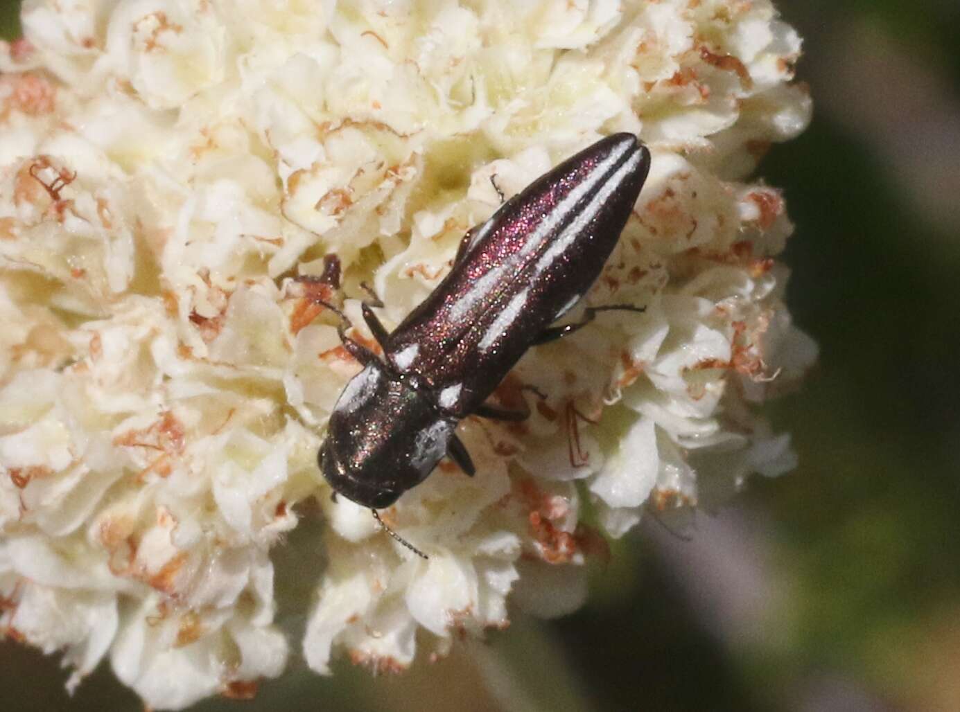 Image of Agrilus blandus Horn 1891