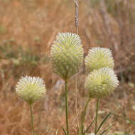 Image of Ptilotus xerophilus