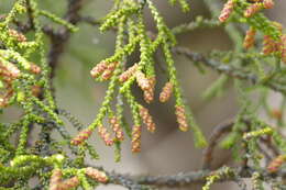 Imagem de Lepidothamnus intermedius (Kirk) Quinn